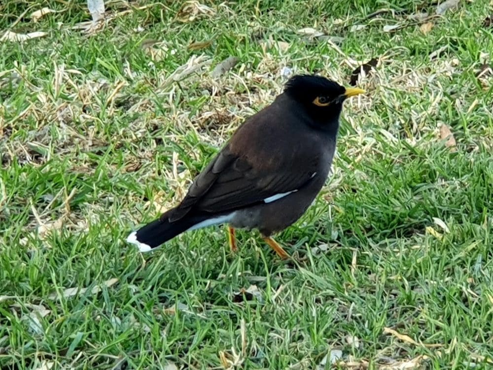 A common species - Photo: Yoram Katz