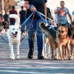 haipo news of haifa dogs 021122 (1)