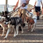 haipo news of haifa dogs 021122 (2)