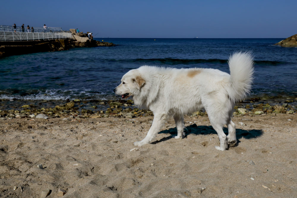 כלב בחוף הכלבים בשכונת   בת גלים חיפה (צילום: דרור שמילוביץ)