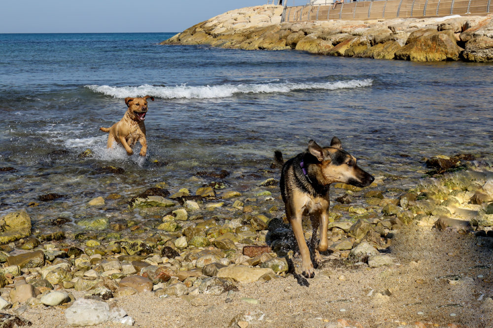חוף הכלבים- בת גלים חיפה (צילום: דרור שמילוביץ)