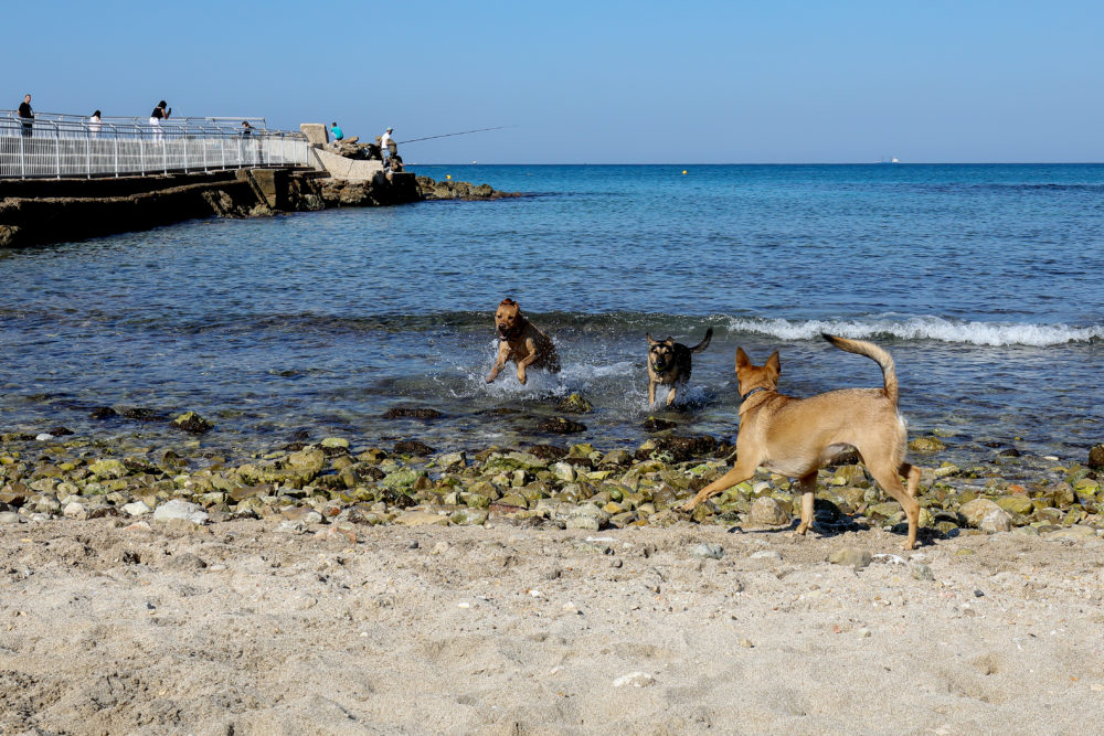 חוף הכלבים- בת גלים חיפה (צילום: דרור שמילוביץ)