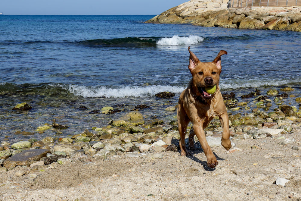 הכלב "יאן" המדהים בחוף הכלבים - חיפה (צילום: דרור שמילוביץ)