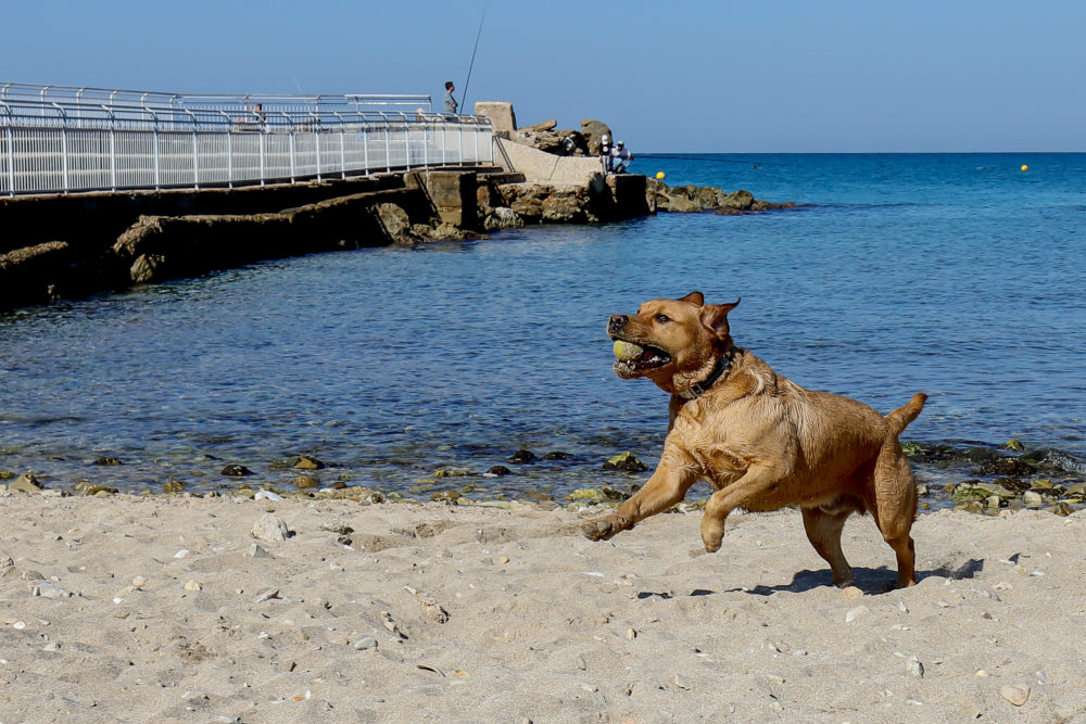 "יאן" המדהים בחוף הכלבים- חיפה (צילום: דרור שמילוביץ)