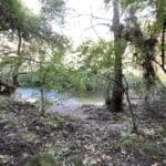 חורש טבעי – יער – נחל כזיב (צילום: ירון כרמי)