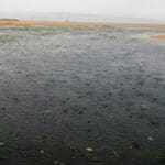 haipo news of ahifa life under water 021222 (8)
