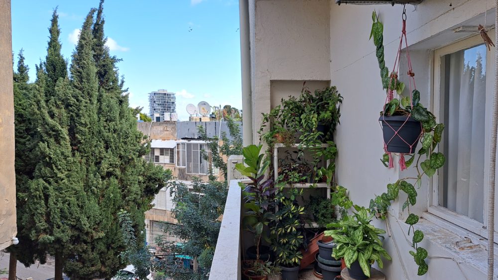 חלון ועציצים במרפסת - בבית ובסטודיו של אמן ההדפס ליאב שופן. (צילום: רחלי אורבך)