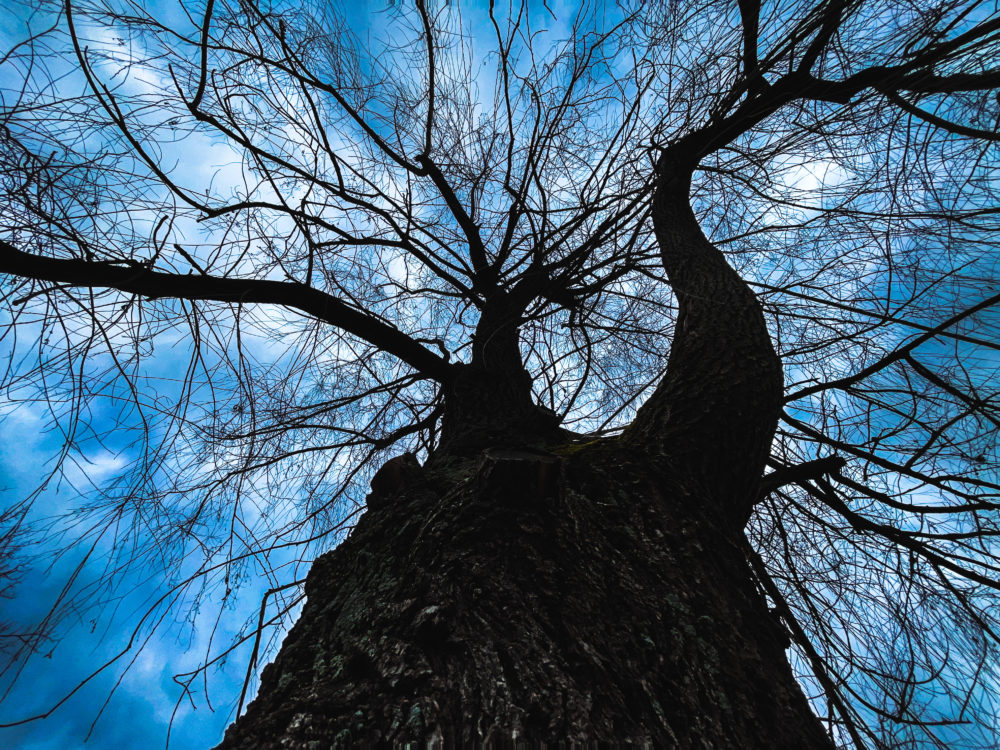 עץ בשלכת (צילום: ירון כרמי)