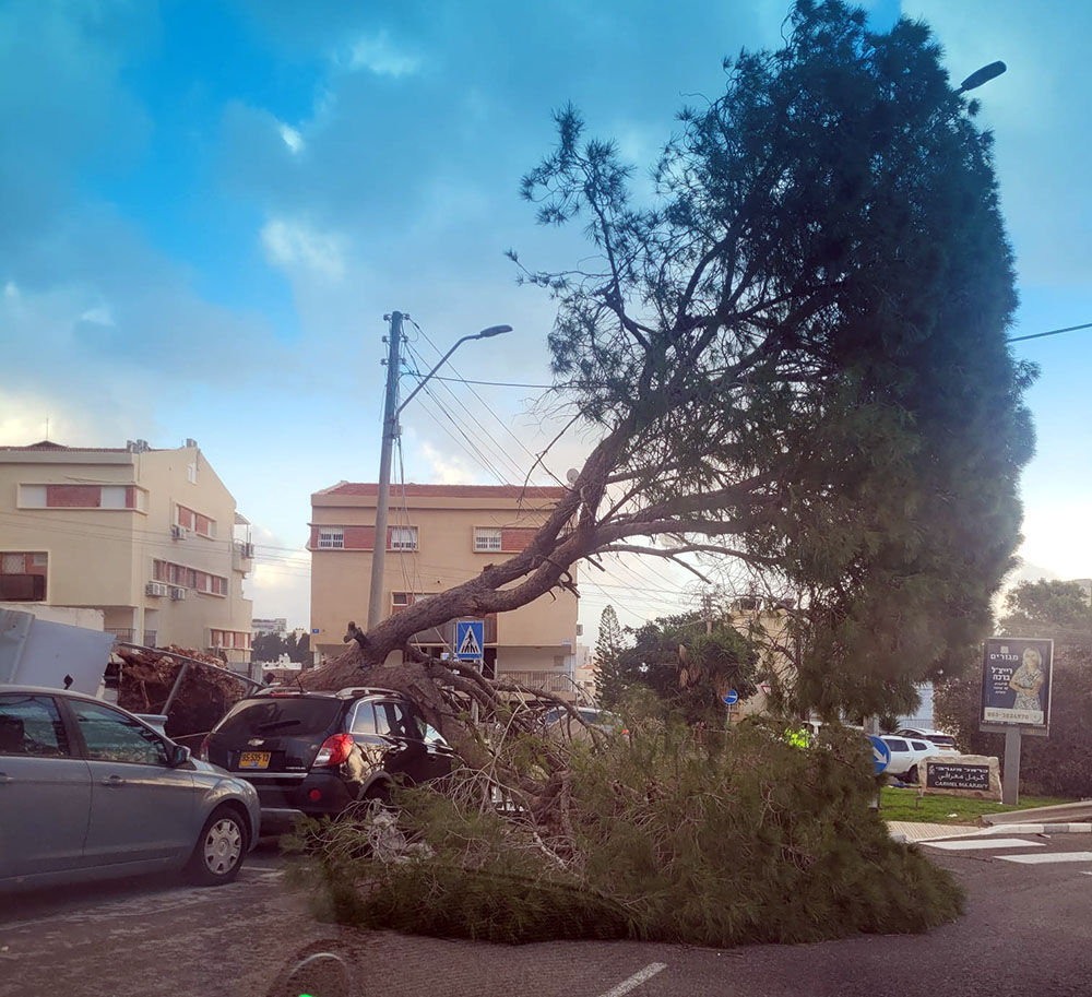 עץ אורן ענק קרס על שברולט בדרך הים בחיפה (צילום: רחלי אור)