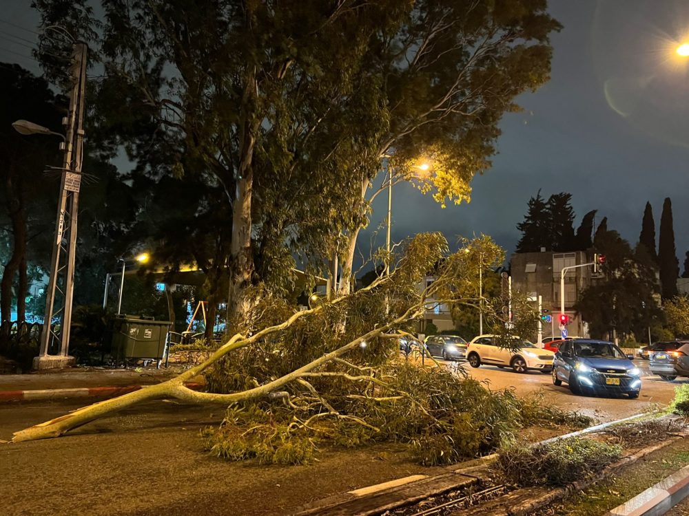 ענף גדול מעץ אקליפטוס קרס על הכביש בנווה שאנן (צילום: איתן רייזברג)