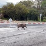 חזיר בר חוצה את הכביש במעבר חציה – חיפה (צילום: ירון כרמי)