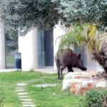 חזיר בר בלובי של בניין מגורים – חיפה (צילום: ירון כרמי)