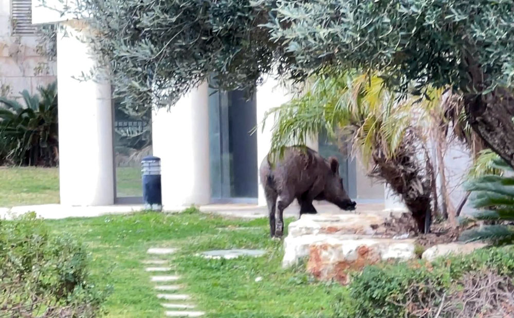 חזיר בר בלובי של בניין מגורים - חיפה (צילום: ירון כרמי)