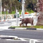 חזיר בר נובר בדשא על אי תנועה – חיפה – ארכיון (צילום: ירון כרמי)