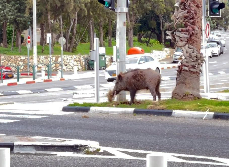 חזיר בר מפרק דשא על אי תנועה - חיפה (צילום: ירון כרמי)