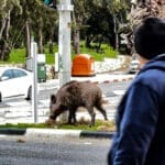 חזיר בר מפרק דשא אשר שתלה עיריית חיפה (צילום: ירון כרמי)