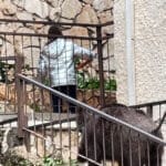 חזיר בר מתקרב לילדה שמשחקת מטקות – חיפה (צילום: ירון כרמי)