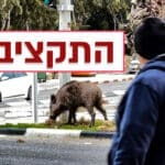 תקציב חזירי הבר של חיפה (צילום: ירון כרמי)