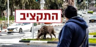 תקציב חזירי הבר של חיפה (צילום: ירון כרמי)