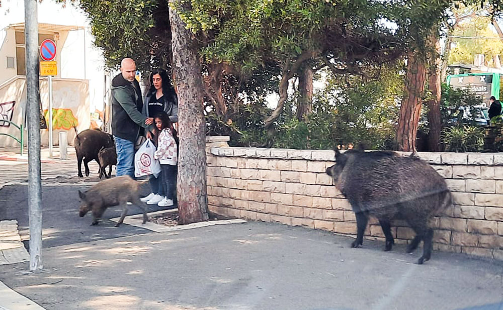 משפחה בחרדה ברחוב קלר כאשר חזירה עם גורים מבהירה להם מי שולט ברחוב בחיפה (צילום: דני מדור)