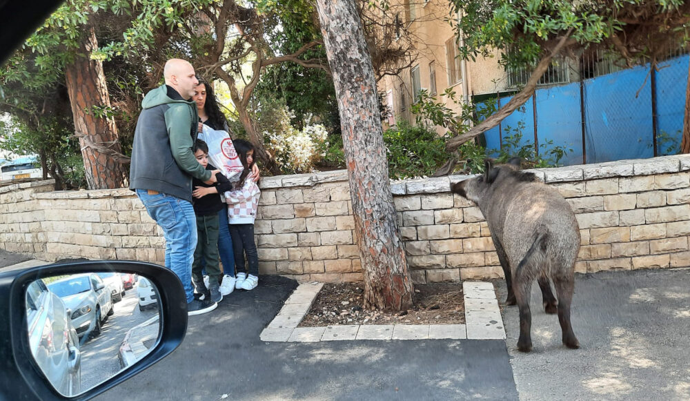 משפחה בחרדה ברחוב קלר כאשר חזירה עם גורים מבהירה להם מי שולט ברחוב בחיפה (צילום: דני מדור)