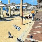 חיפה של הסופר: יום שמש בחוף דדו (צילום: יצחק אורן)