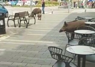 חזירים מחפשים מסעדות (צילום: חי פה)