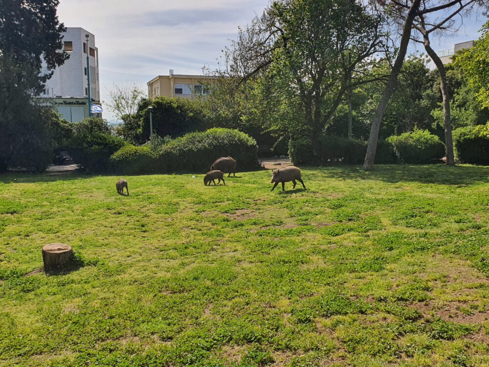 חזירי בר בגן מניה שוחט (צילום: חנן מרקוביץ)