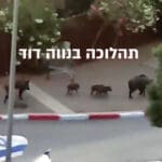 חזירים בחיפה – תהלוכה בנווה דוד (צילום: דודי מיבלום)