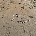 haipo news of haifa dead fish (1)