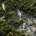 haipo news of haifa dead fish (4)