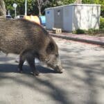 haipo news of haifa pigs 300423 (4)