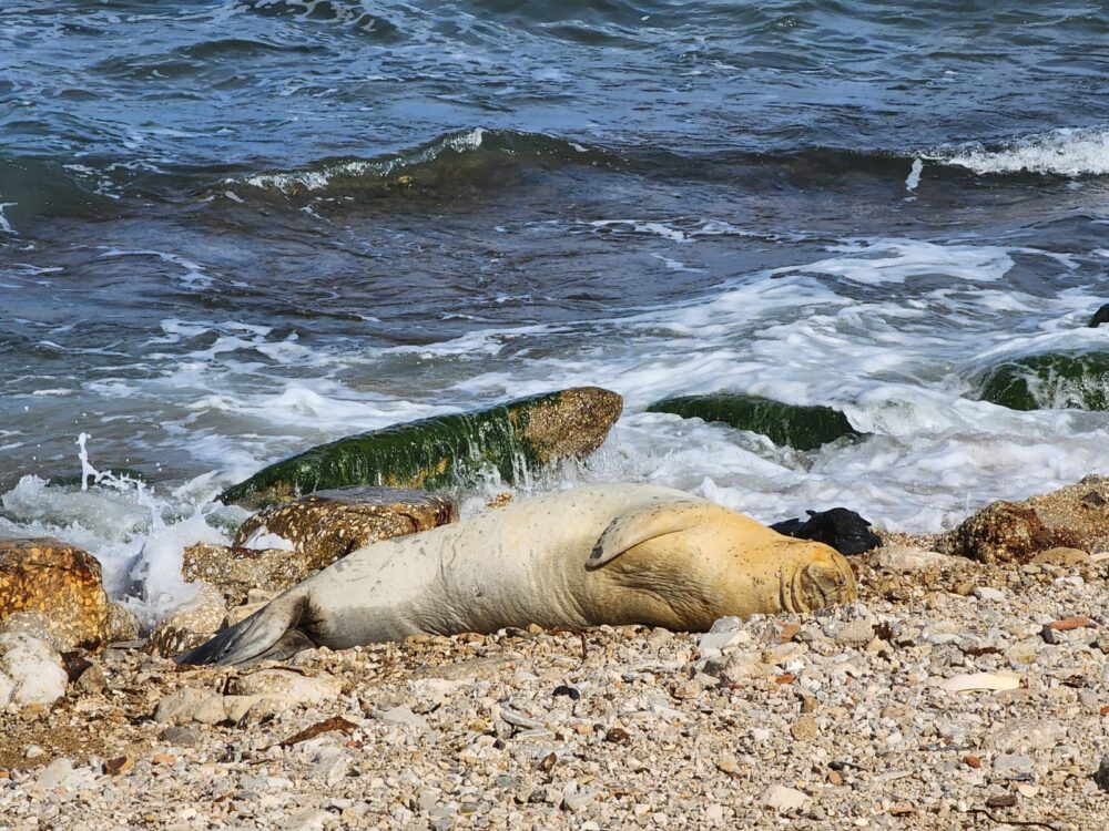 כלבת ים נזירית עלתה לנוח על החוף וצולמה לראשונה במרכז הארץ (צילום: ד״ר אביעד שיינין, דלפיס)