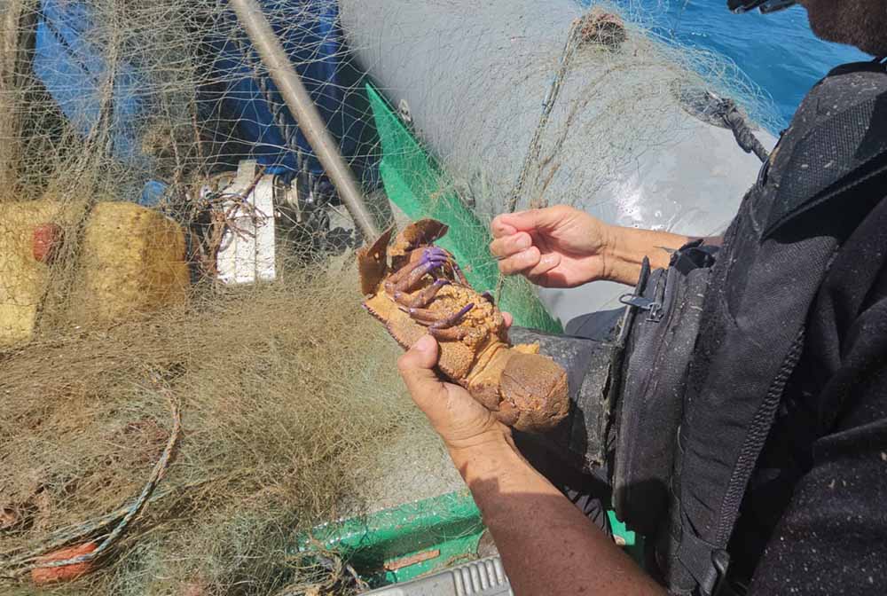 An abandoned fishing net that killed a large number of animals in the Haifa  Bay has been removed from the water - Haifa - The News Corporation of Haifa  and the surrounding area