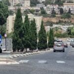 ברושים (צילום: אביהו האן)