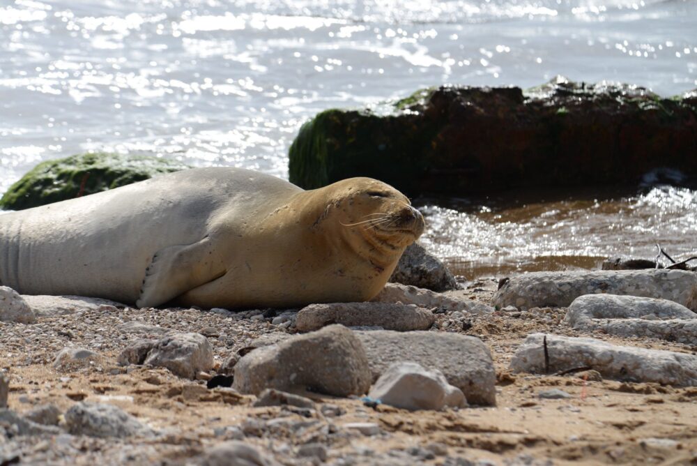 כלבת ים נזירית עלתה לנוח על החוף וצולמה לראשונה במרכז הארץ (צילום: ד״ר אביעד שיינין, דלפיס)