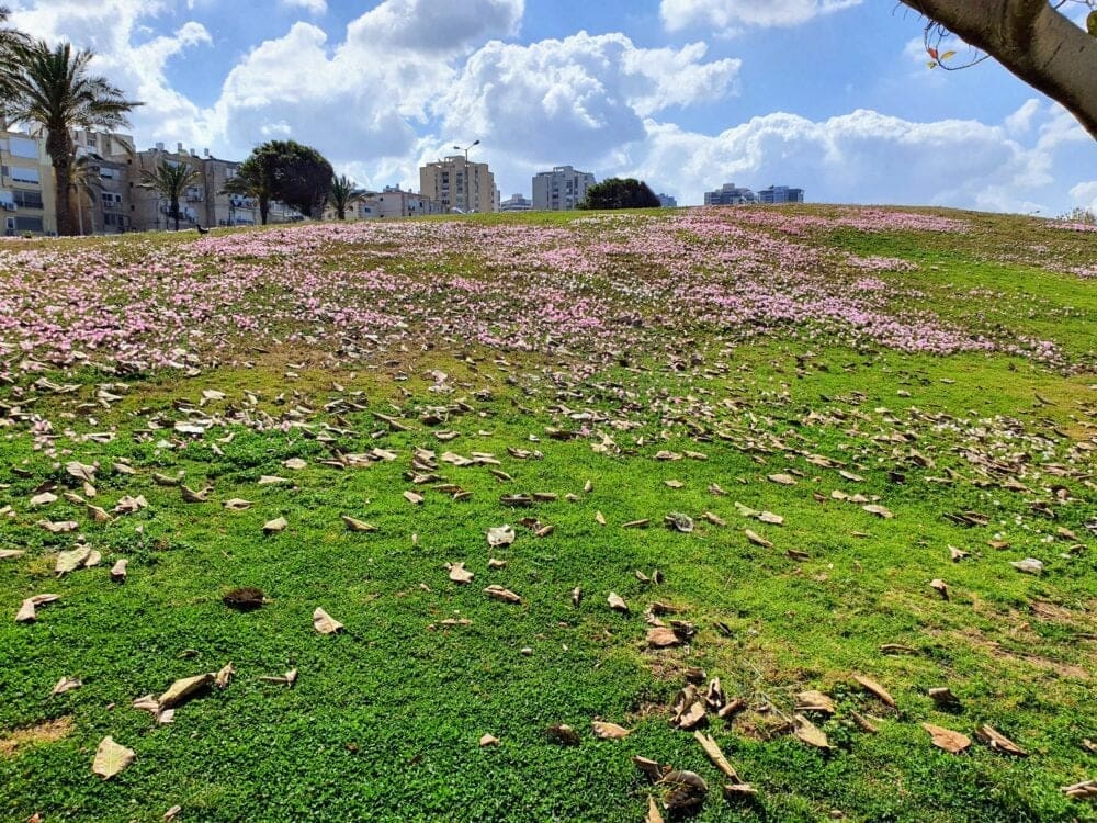 פארק הכט (צילום: חנן מרקוביץ)