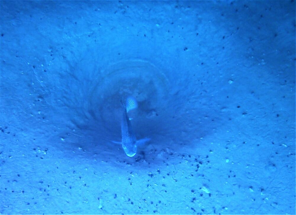 דג האמנון שומר על קן בקרקעית הנחל - הסחנה (צילום: מוטי מנדלסון)