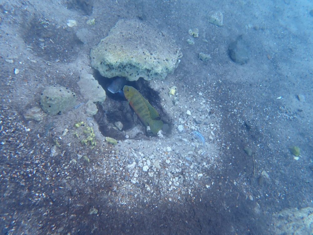 דגי האמנון שומרים על קן בקרקעית הנחל - הסחנה (צילום: מוטי מנדלסון)