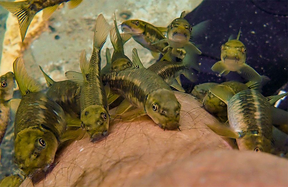 דגי עגולסת המנשנשים עור - תקופת הרביה של דגי האמנון - הסחנה (צילום: מוטי מנדלסון)