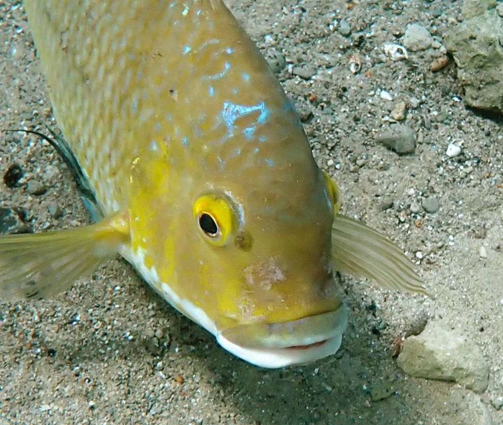דג אמנון - תקופת הרביה של דגי האמנון - הסחנה (צילום: מוטי מנדלסון)