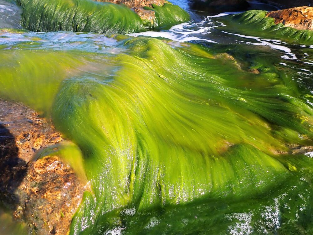 אצות על סלעים - מתחתן עלולים להיות קצוות חדים ויש גם סכנת החלקה (צילום: מוטי מנדלסון)