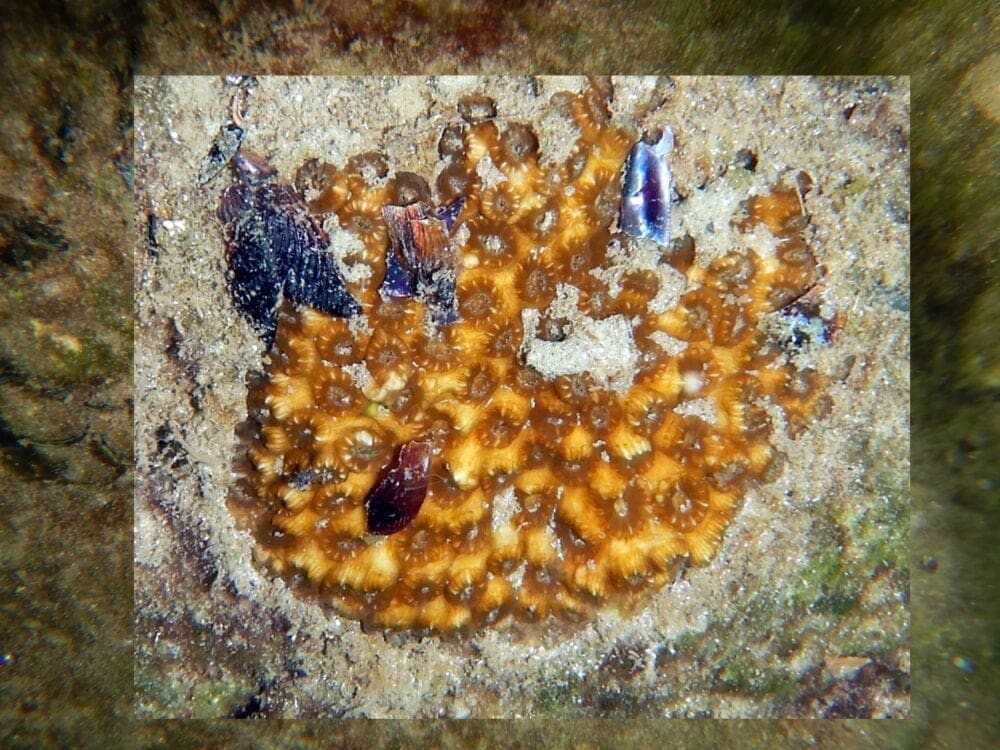 פוליפים על סלע (צילום: מוטי מנדלסון)