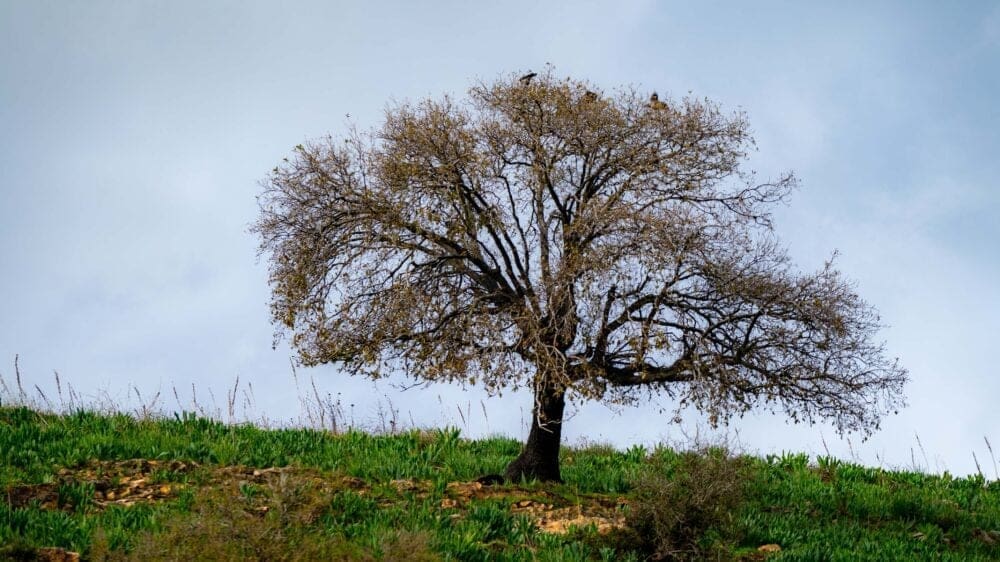 עץ בודד – נחל ציפורי (צילום: ירון כרמי)