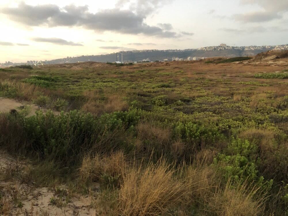 שטחים רטובים עשירים בצומח וחי – Wet land החוף הדרומי באזור טירת כרמל (צילום: ירון כרמי)