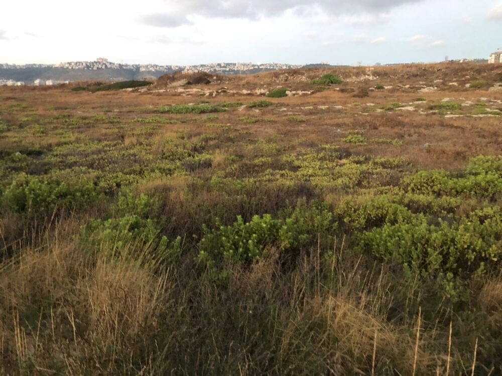 שטחים רטובים עשירים בצומח וחי – Wet land החוף הדרומי באזור טירת כרמל (צילום: ירון כרמי)