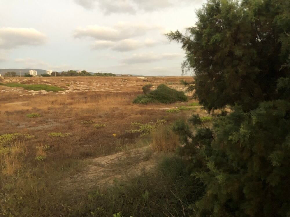 שטחים רטובים עשירים בצומח וחי – Wet land החוף הדרומי באזור טירת כרמל (צילום: ירון כרמי)