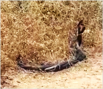 ריוקד הנחשים (צילום מסך: נדיה זהראן רשות הטבע והגנים)