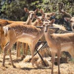 יחמורים בחי בר בהרי הכרמל (צילום: סברינה דה ריטה)