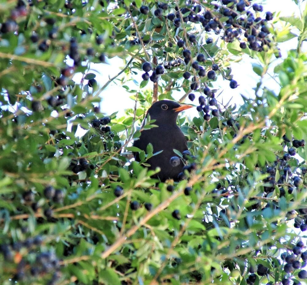 Haifanews.birdsong.29.7 (1)
